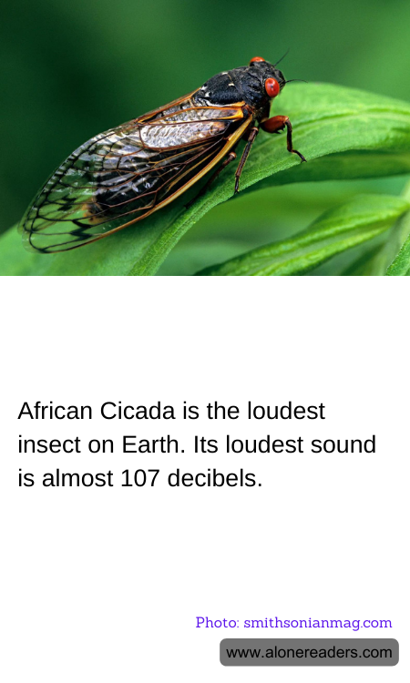 General Knowledge Learning Cards