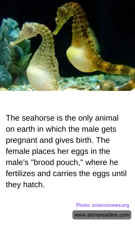 General Knowledge Learning Cards