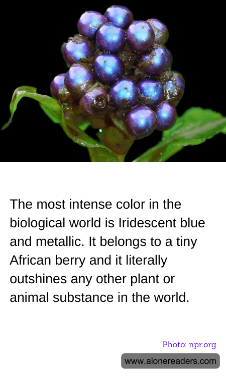 The most intense color in the biological world is Iridescent blue and metallic. It belongs to a tiny African berry and it literally outshines any other plant or animal substance in the world.