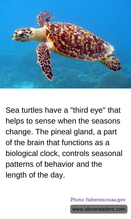Sea turtles have a "third eye" that helps to sense when the seasons change. The pineal gland, a part of the brain that functions as a biological clock, controls seasonal patterns of behavior and the length of the day.