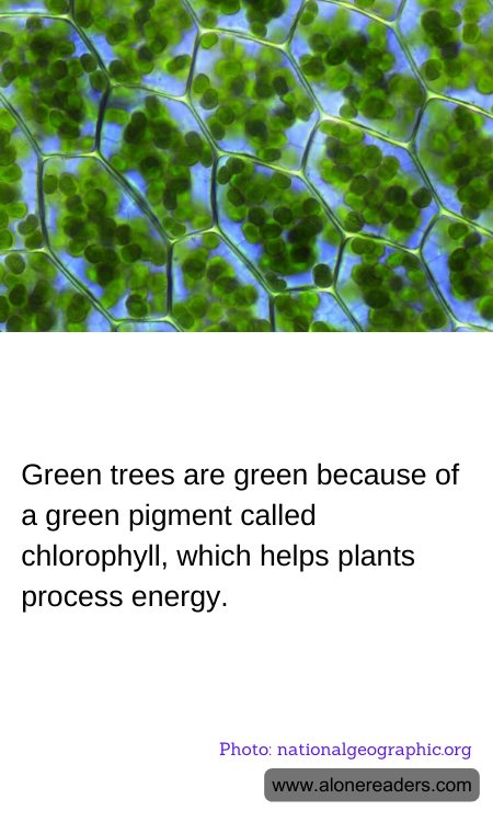 Green trees are green because of a green pigment called chlorophyll, which helps plants process energy.