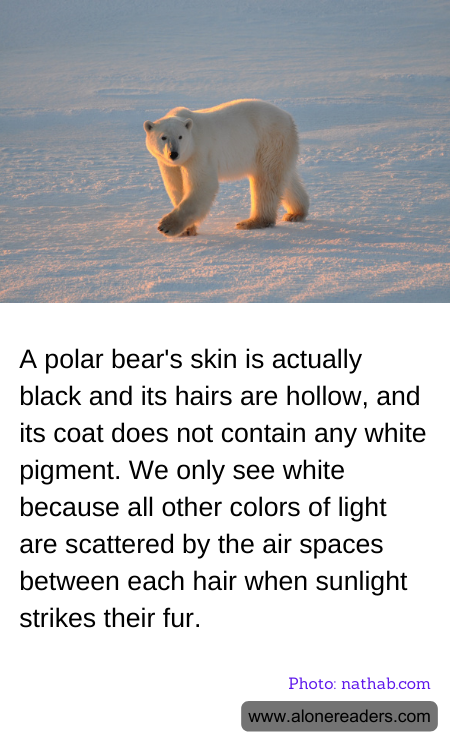 General Knowledge Learning Cards