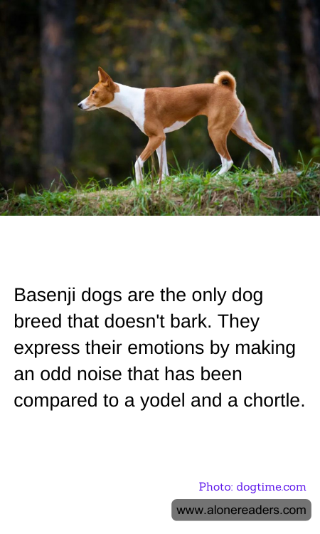 General Knowledge Learning Cards