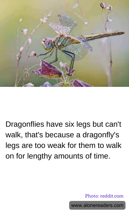 Dragonflies have six legs but can't walk, that's because a dragonfly's legs are too weak for them to walk on for lengthy amounts of time.