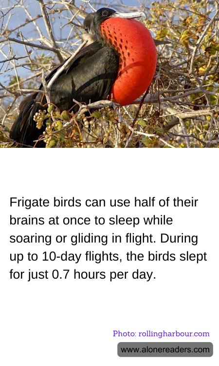 General Knowledge Learning Cards