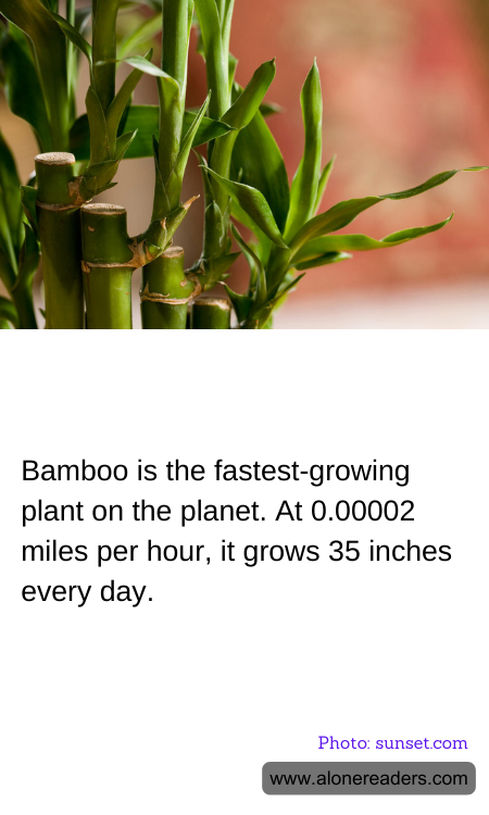 General Knowledge Learning Cards