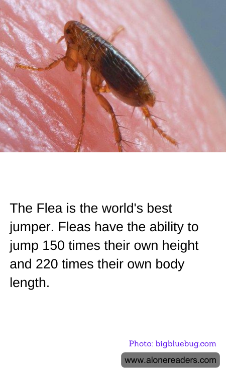 General Knowledge Learning Cards