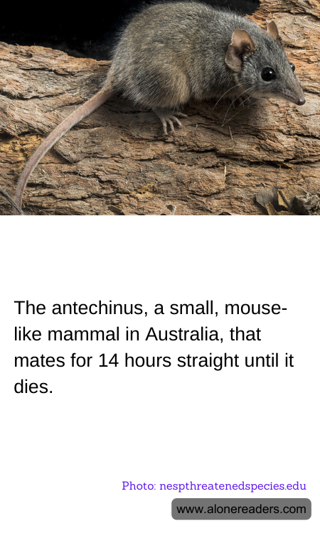 The antechinus, a small, mouse-like mammal in Australia, that mates for 14 hours straight until it dies.