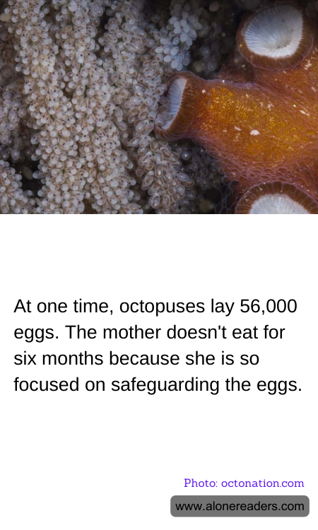 General Knowledge Learning Cards