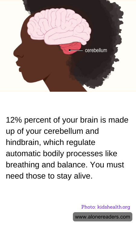 General Knowledge Learning Cards