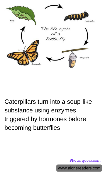 General Knowledge Learning Cards