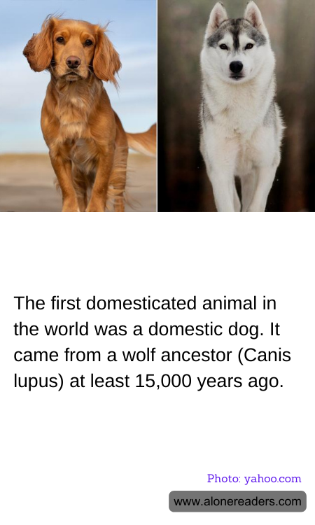 The first domesticated animal in the world was a domestic dog. It came from a wolf ancestor (Canis lupus) at least 15,000 years ago.