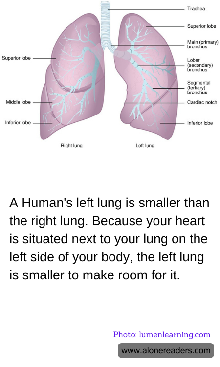 General Knowledge Learning Cards