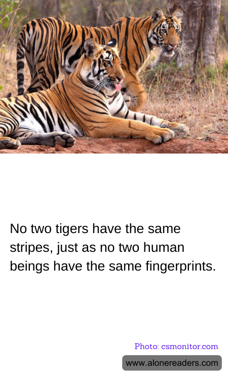 No two tigers have the same stripes, just as no two human beings have the same fingerprints.