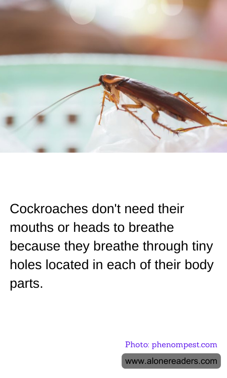 General Knowledge Learning Cards