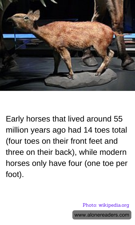 Early horses that lived around 55 million years ago had 14 toes total (four toes on their front feet and three on their back), while modern horses only have four (one toe per foot).