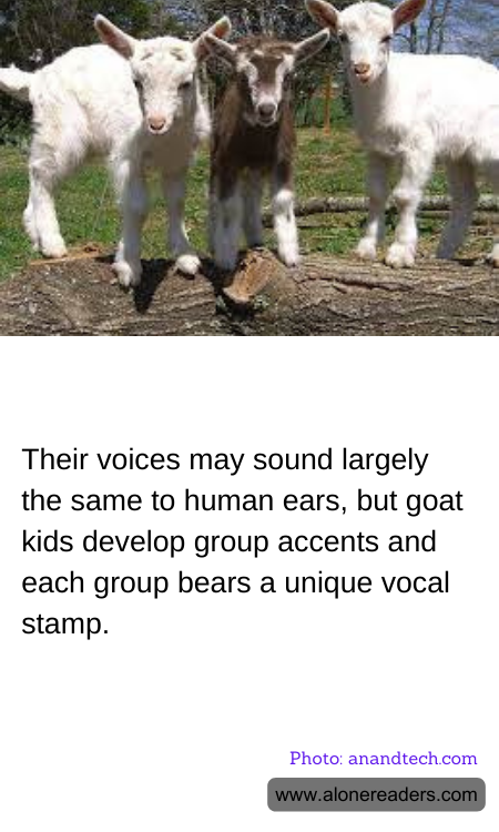 Their voices may sound largely the same to human ears, but goat kids develop group accents and each group bears a unique vocal stamp.
