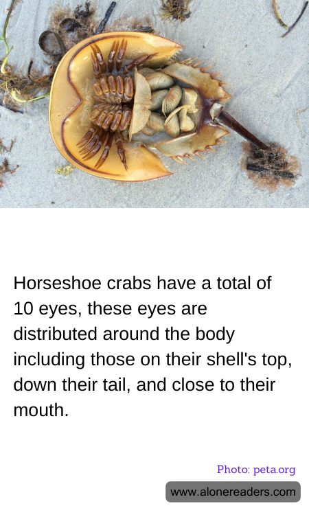 General Knowledge Learning Cards