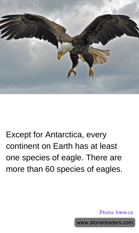 Except for Antarctica, every continent on Earth has at least one species of eagle. There are more than 60 species of eagles.