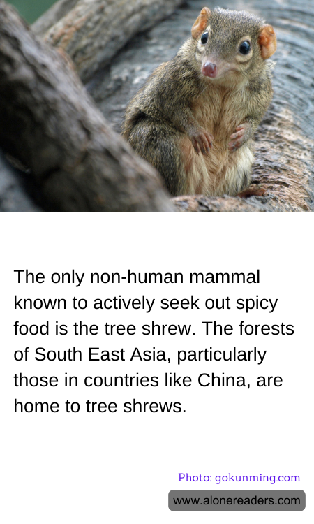 General Knowledge Learning Cards