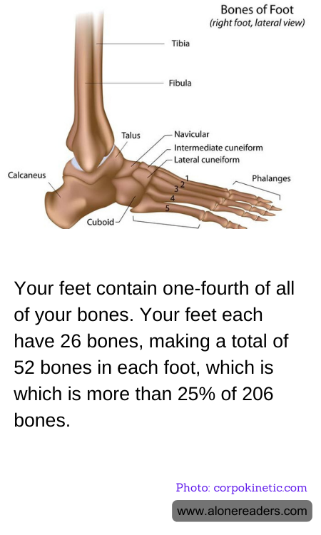 Your feet contain one-fourth of all of your bones. Your feet each have 26 bones, making a total of 52 bones in each foot, which is which is more than 25% of 206 bones.