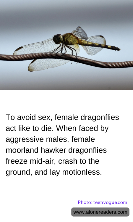 To avoid sex, female dragonflies act like to die. When faced by aggressive males, female moorland hawker dragonflies freeze mid-air, crash to the ground, and lay motionless.