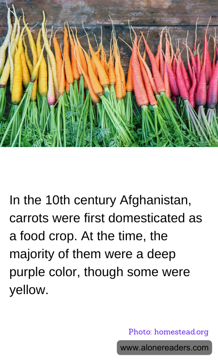 General Knowledge Learning Cards