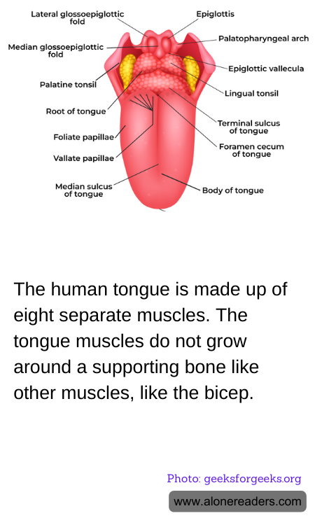General Knowledge Learning Cards