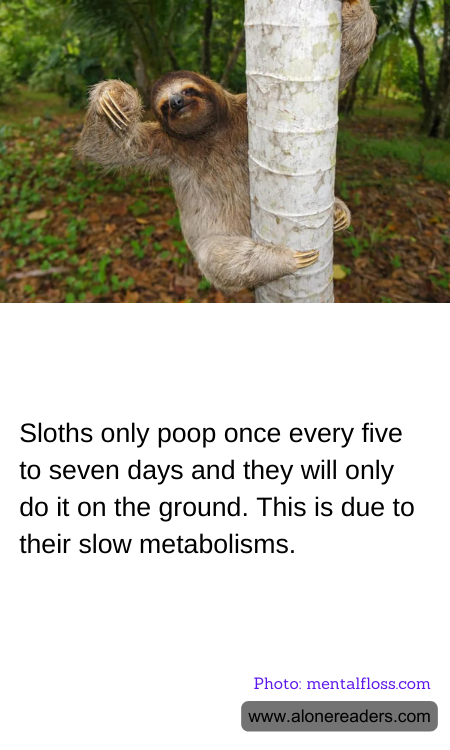 General Knowledge Learning Cards