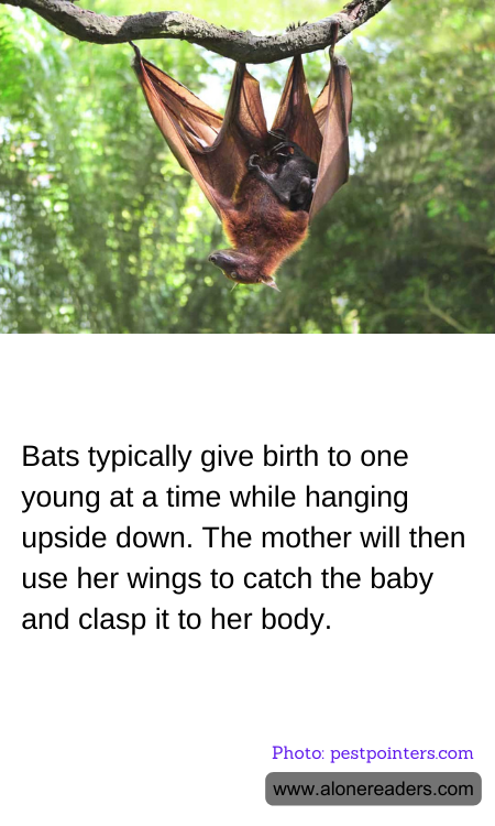 Bats typically give birth to one young at a time while hanging upside down. The mother will then use her wings to catch the baby and clasp it to her body.