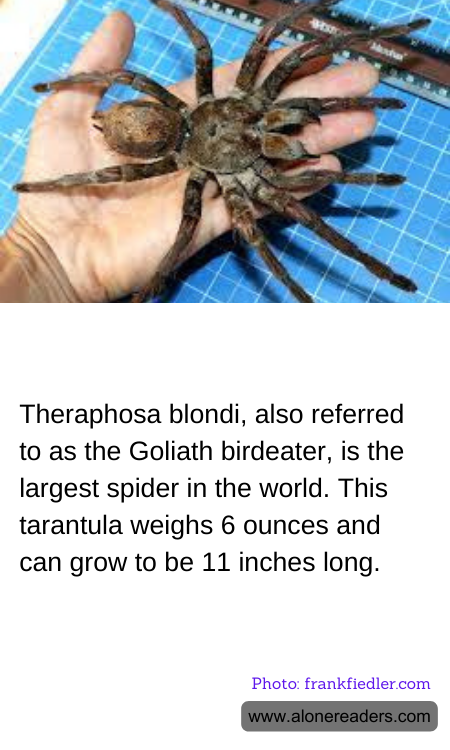 Theraphosa blondi, also referred to as the Goliath birdeater, is the largest spider in the world. This tarantula weighs 6 ounces and can grow to be 11 inches long.