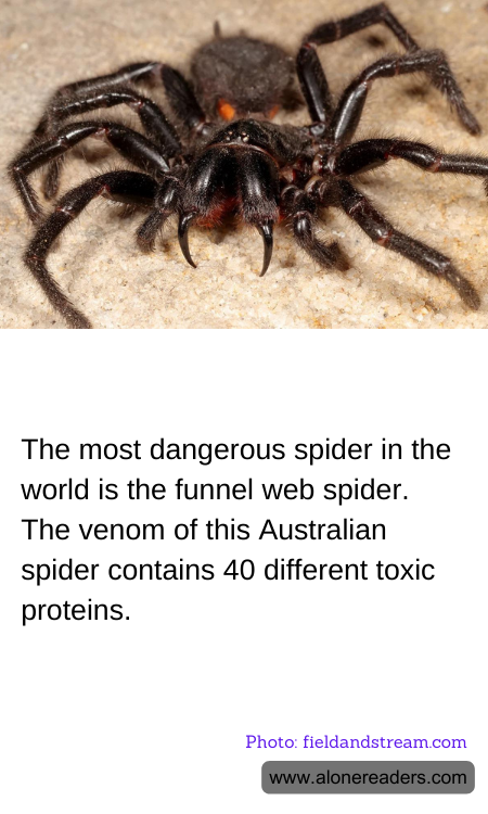 General Knowledge Learning Cards