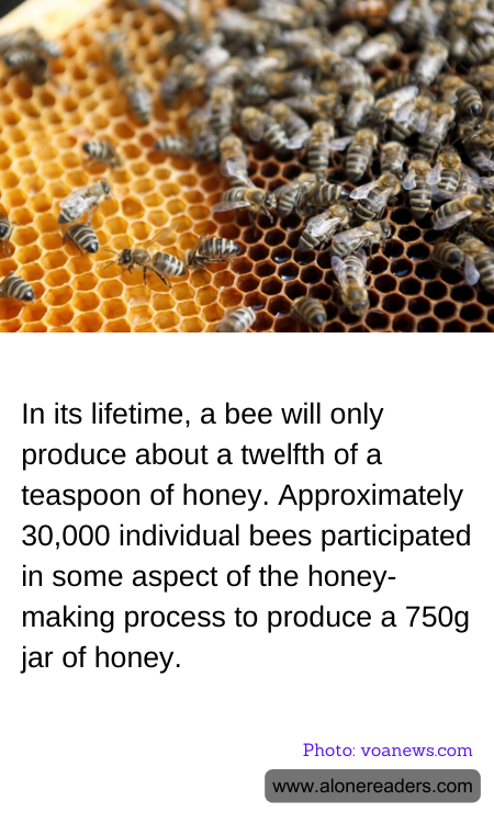In its lifetime, a bee will only produce about a twelfth of a teaspoon of honey. Approximately 30,000 individual bees participated in some aspect of the honey-making process to produce a 750g jar of honey.