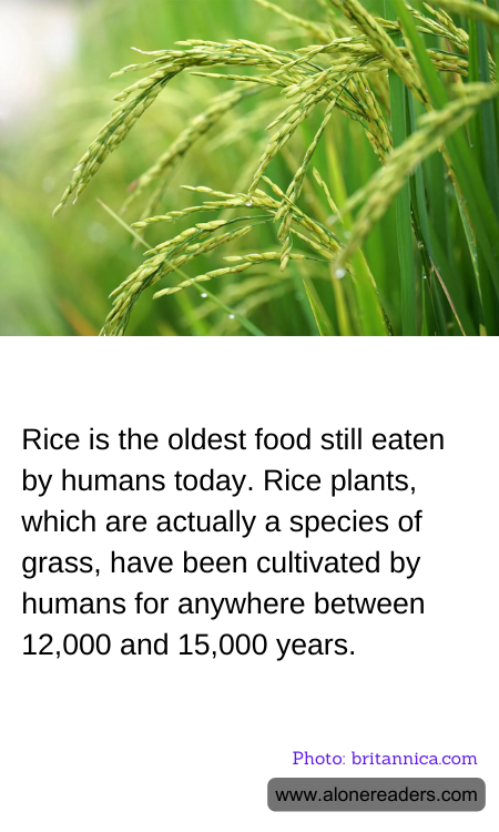 Rice is the oldest food still eaten by humans today. Rice plants, which are actually a species of grass, have been cultivated by humans for anywhere between 12,000 and 15,000 years.