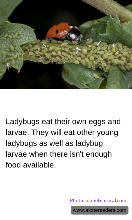 Ladybugs eat their own eggs and larvae. They will eat other young ladybugs as well as ladybug larvae when there isn't enough food available.
