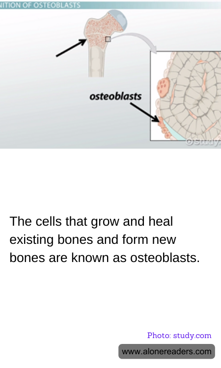 General Knowledge Learning Cards