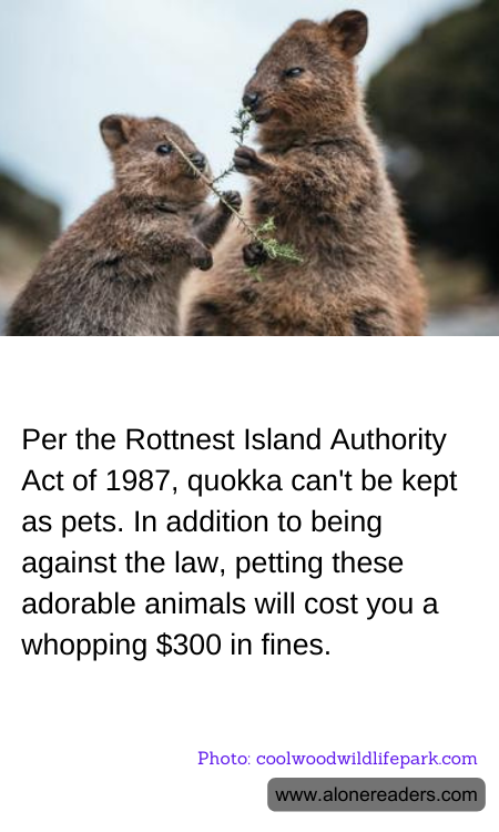 Per the Rottnest Island Authority Act of 1987, quokka can't be kept as pets. In addition to being against the law, petting these adorable animals will cost you a whopping $300 in fines.