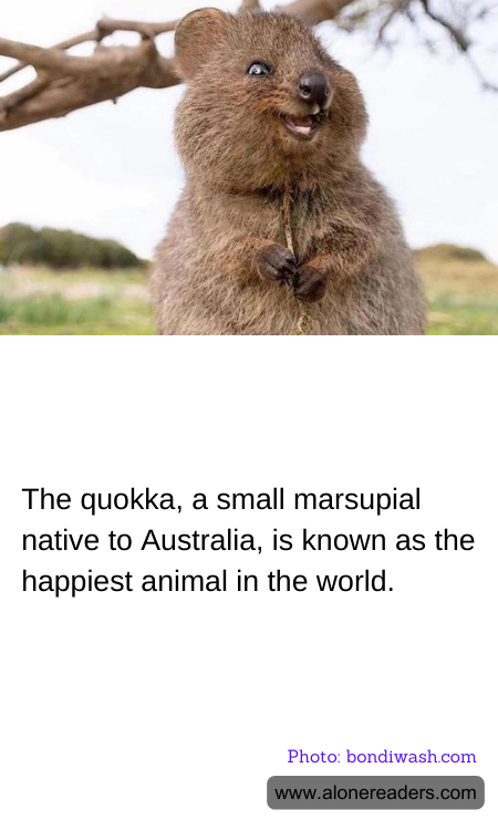 The quokka, a small marsupial native to Australia, is known as the happiest animal in the world.