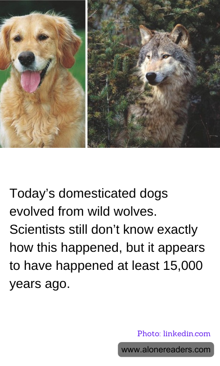Today’s domesticated dogs evolved from wild wolves. Scientists still don’t know exactly how this happened, but it appears to have happened at least 15,000 years ago.