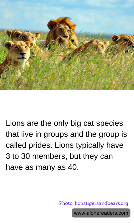 General Knowledge Learning Cards