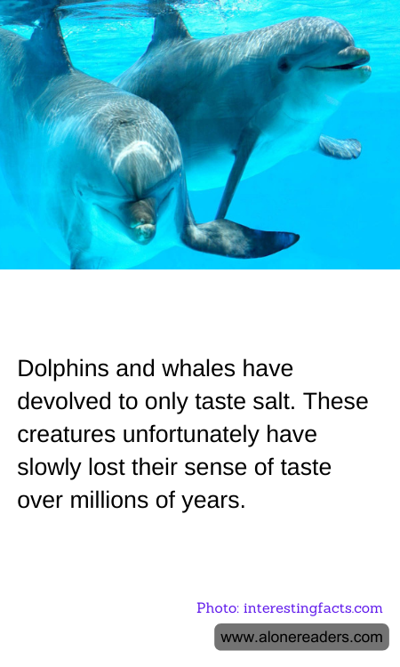 General Knowledge Learning Cards