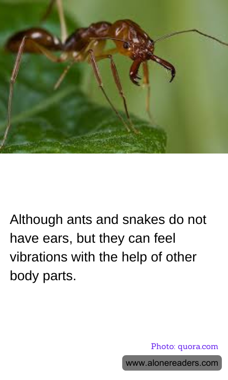 Although ants and snakes do not have ears, but they can feel vibrations with the help of other body parts.