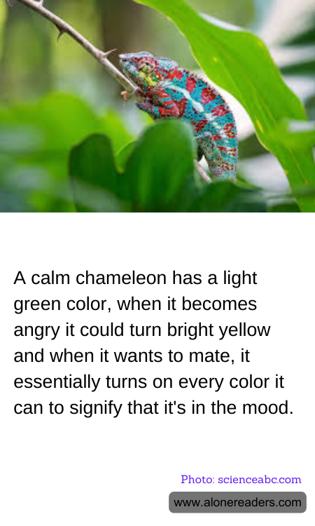 General Knowledge Learning Cards