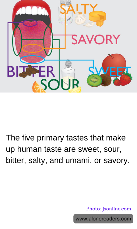 General Knowledge Learning Cards