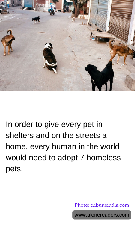 In order to give every pet in shelters and on the streets a home, every human in the world would need to adopt 7 homeless pets.