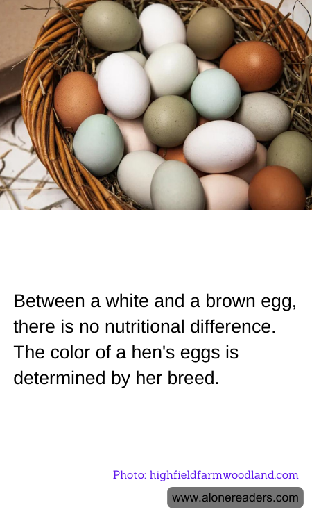 Between a white and a brown egg, there is no nutritional difference. The color of a hen's eggs is determined by her breed.