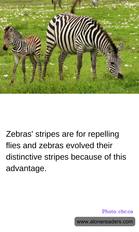 General Knowledge Learning Cards