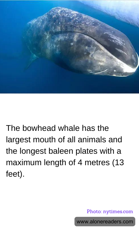 General Knowledge Learning Cards