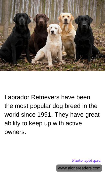 General Knowledge Learning Cards