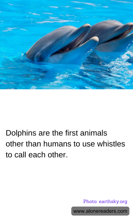 Dolphins are the first animals other than humans to use whistles to call each other.
